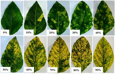 A source of resistance against yellow mosaic disease in soybeans correlates with a novel mutation in a resistance gene